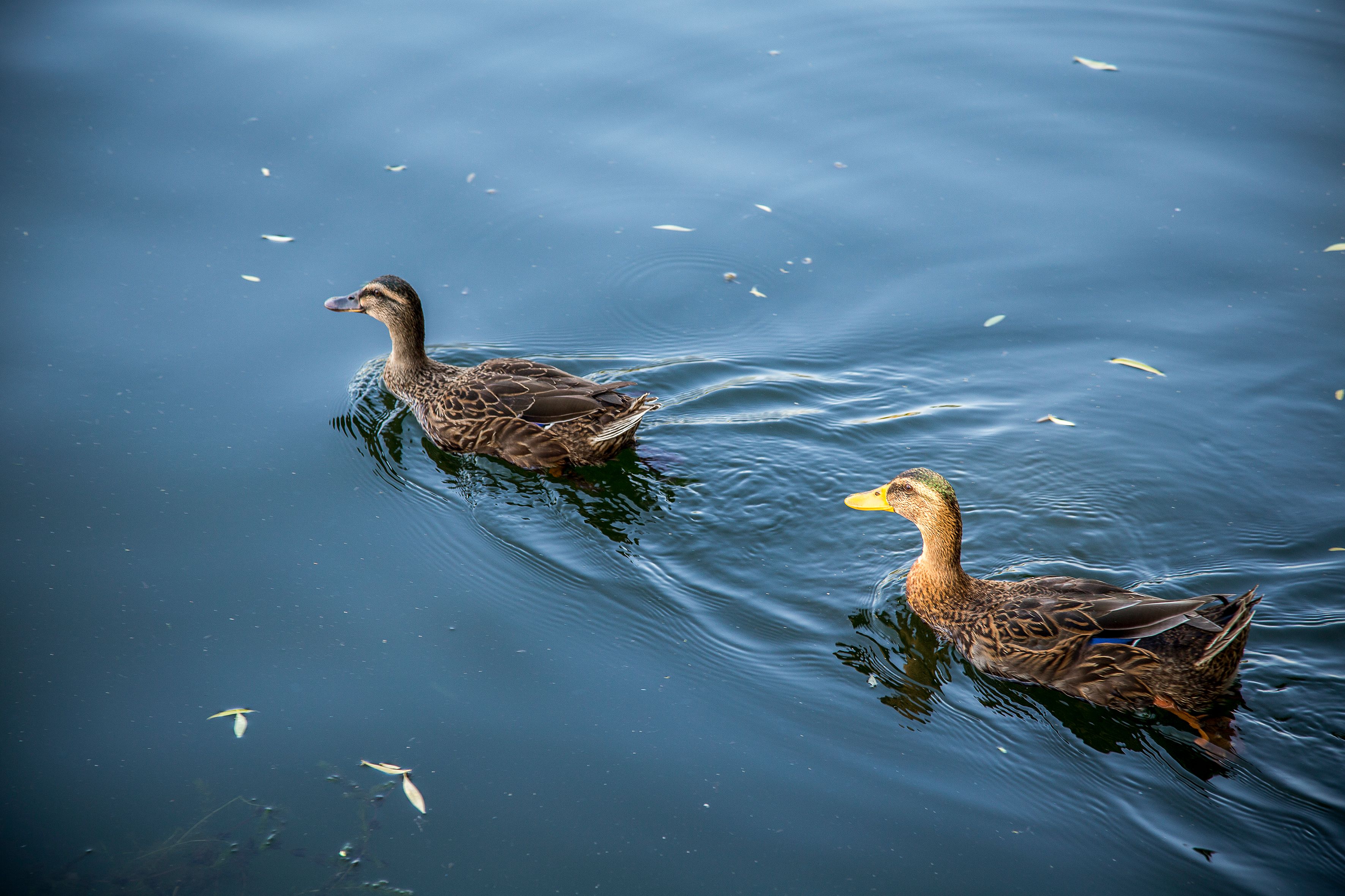 MS:网站文件:20220406115529461264.jpg;原始文件:野鸭.jpg 野鸭.jpg