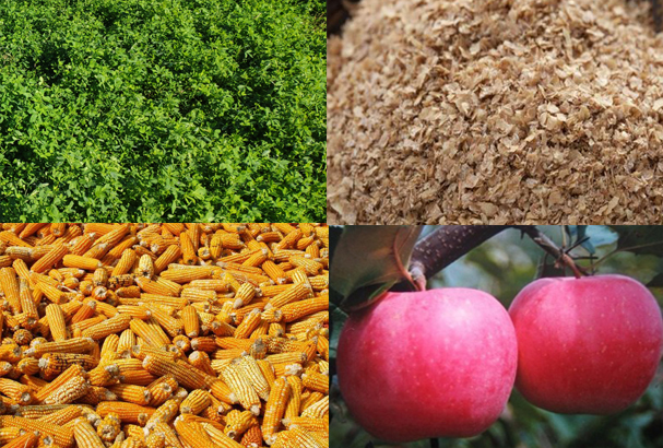 SS:网站文件:20220706102944507218.jpg;原始文件:纯粮果蔬喂养2.jpg 纯粮果蔬喂养2.jpg