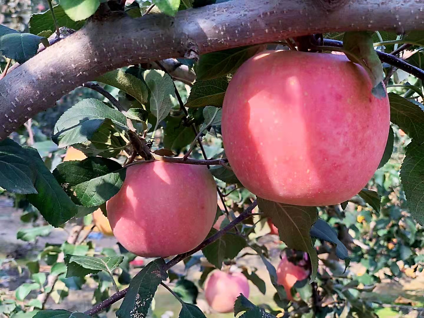 SS:网站文件:20231025093326430386.jpg;原始文件:微信图片_202111011734271.jpg SS:网站文件:20231025093326430386.jpg;原始文件:微信图片_202111011734271.jpg