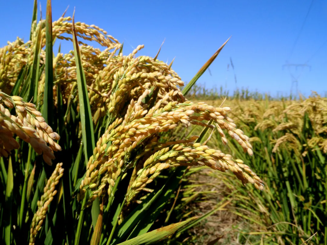 SS:网站文件：20250327144538519425.png；原始文件：640.webp (4).png