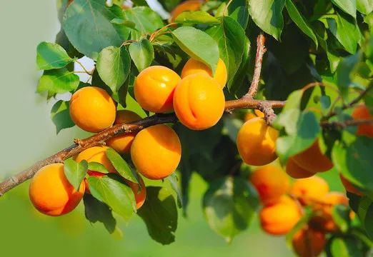 SS:网站文件：20250605163356917881.jpg；原始文件：640 (6).jpg