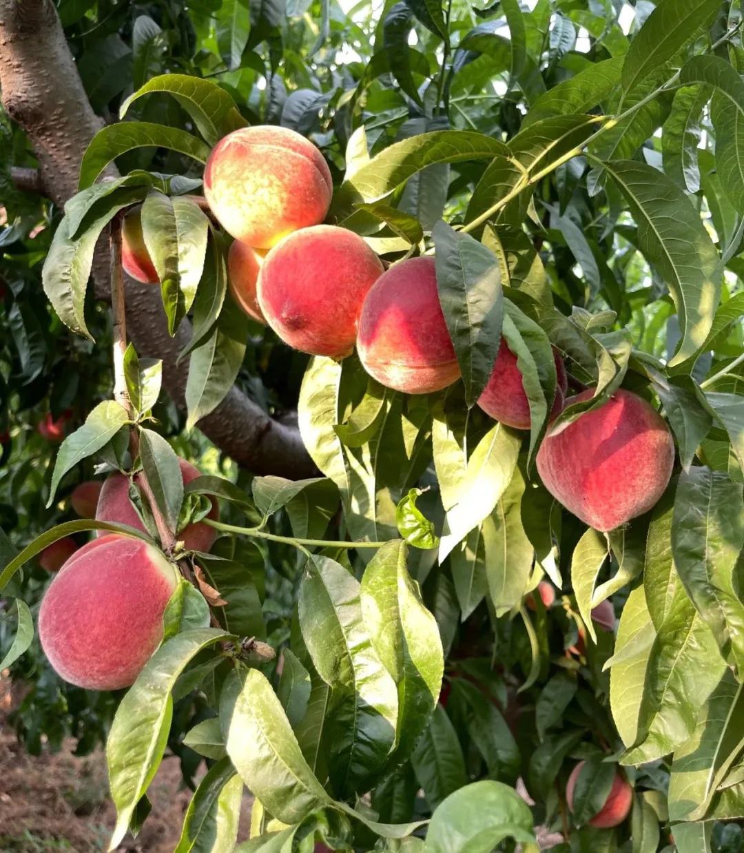 SS:网站文件:20250613152125766803.png;原始文件:640.webp (1).png SS:网站文件:20250613152125766803.png;原始文件:640.webp (1).png