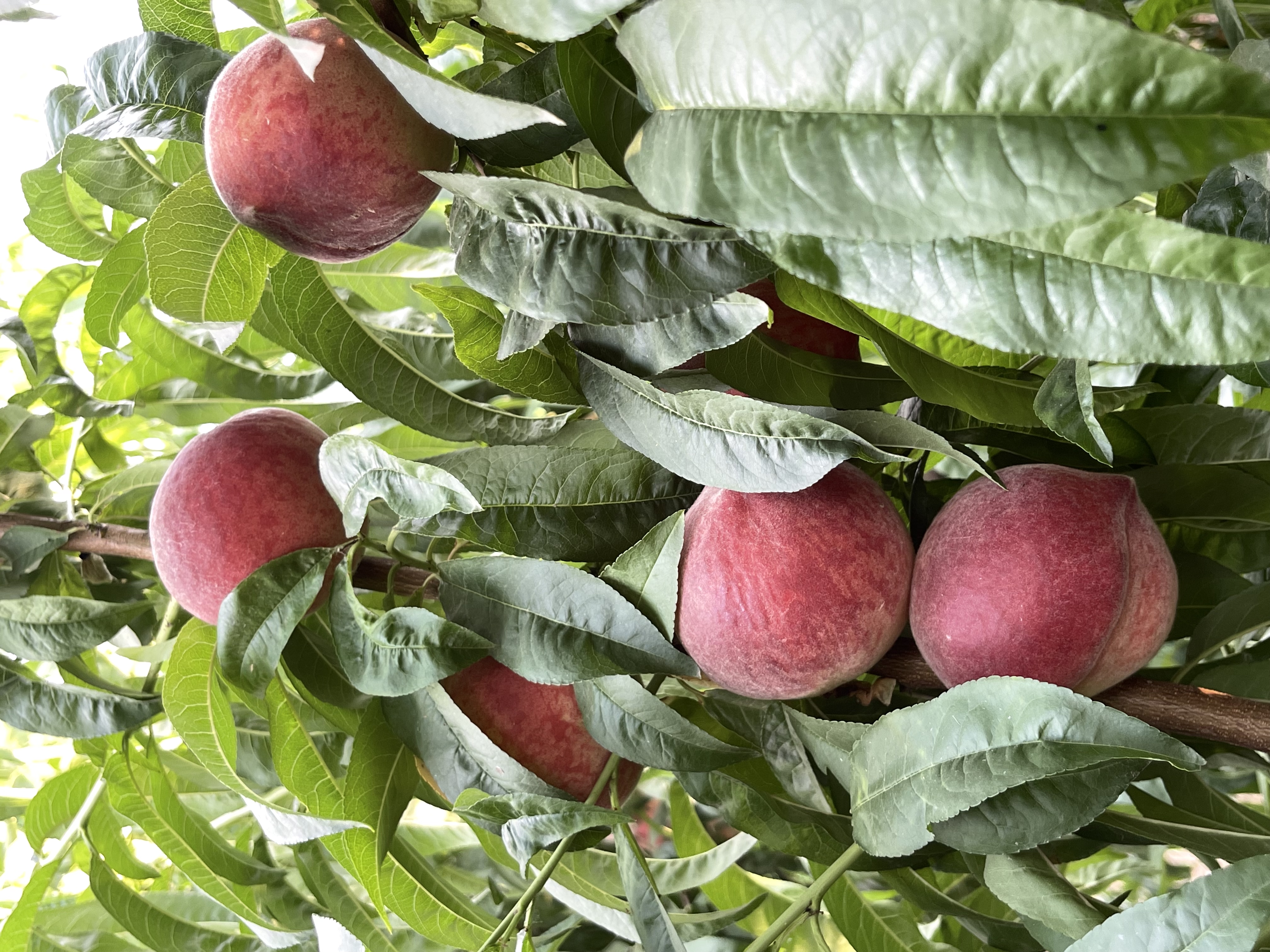 SS:网站文件:20250613154913301799.jpg;原始文件:微信图片_202306201732371.jpg SS:网站文件:20250613154913301799.jpg;原始文件:微信图片_202306201732371.jpg