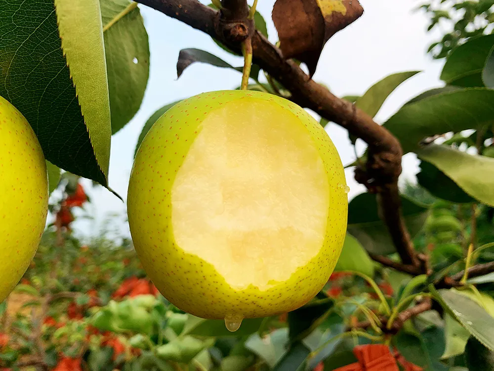 SS:网站文件:20250818091457141833.png;原始文件:640.webp (4).png SS:网站文件:20250818091457141833.png;原始文件:640.webp (4).png