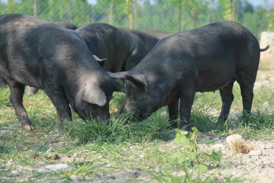 SS:网站文件:20250901143413200206.png;原始文件:640.webp (1).png SS:网站文件:20250901143413200206.png;原始文件:640.webp (1).png