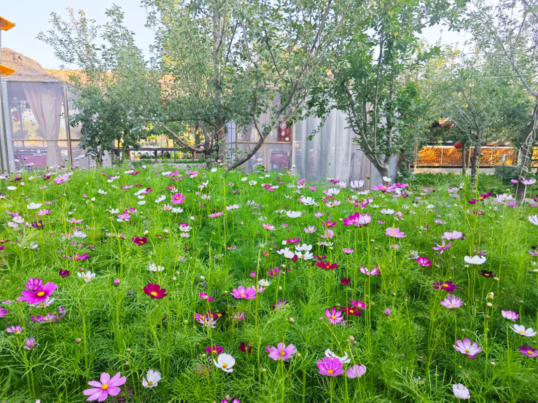 SS:网站文件:20250901143609685166.png;原始文件:640.webp (4).png SS:网站文件:20250901143609685166.png;原始文件:640.webp (4).png