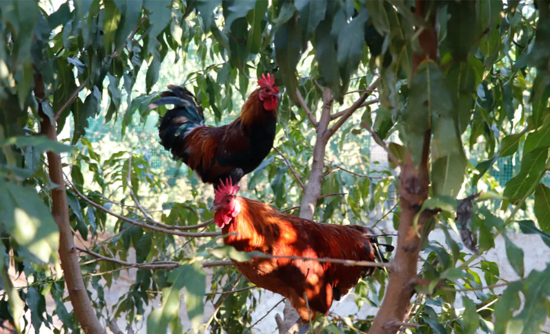 SS:网站文件:20251030112446649121.png;原始文件:640.webp (1).png SS:网站文件:20251030112446649121.png;原始文件:640.webp (1).png