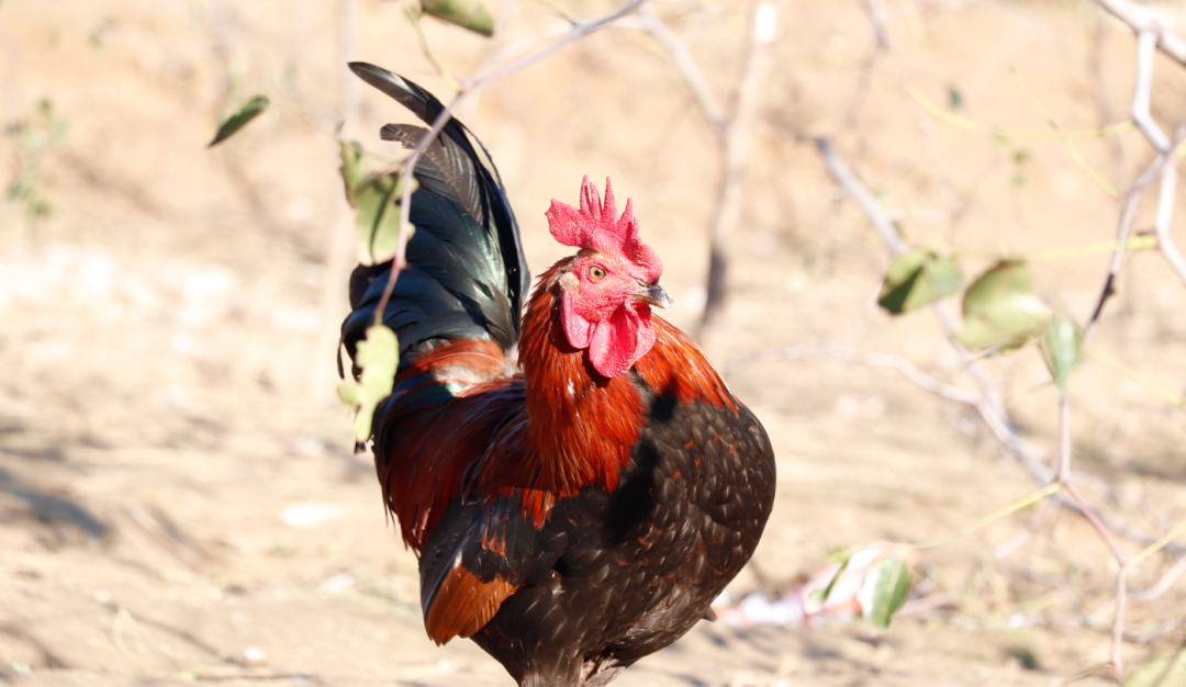 SS:网站文件:20251226153249131328.png;原始文件:640 (1).png SS:网站文件:20251226153249131328.png;原始文件:640 (1).png