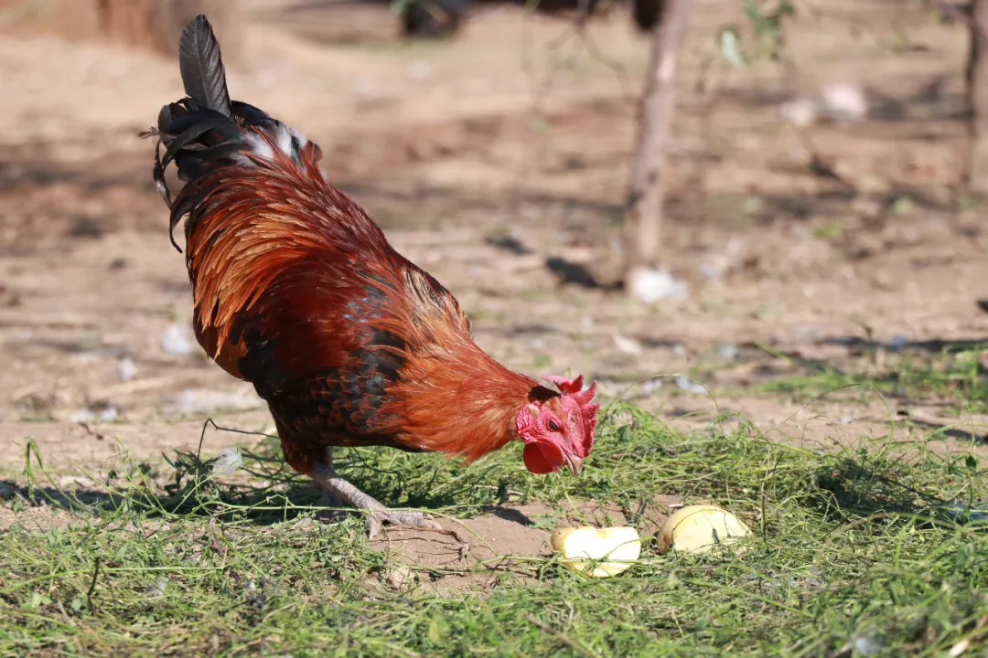 SS:网站文件:20251226153432834782.png;原始文件:640.webp (2).png SS:网站文件:20251226153432834782.png;原始文件:640.webp (2).png